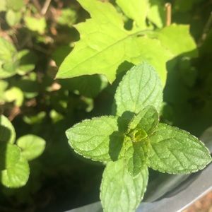 Meet your Posher, Sara